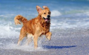 Scopri di più sull'articolo Animali in spiaggia: consigli utili per l’estate